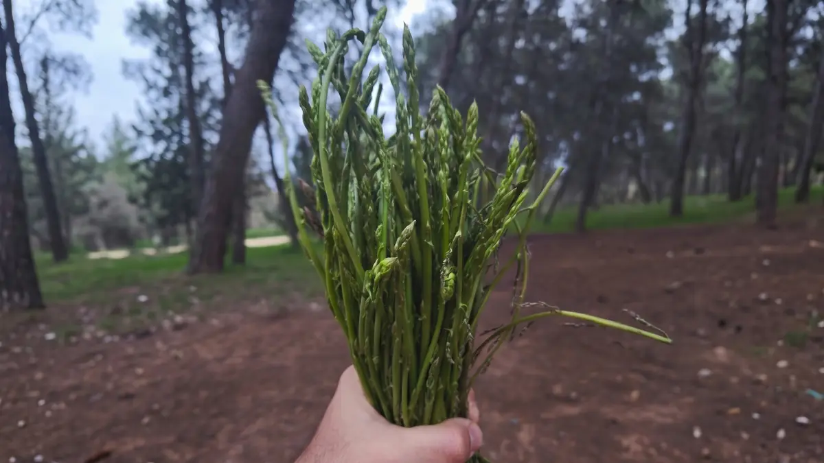 אספרג