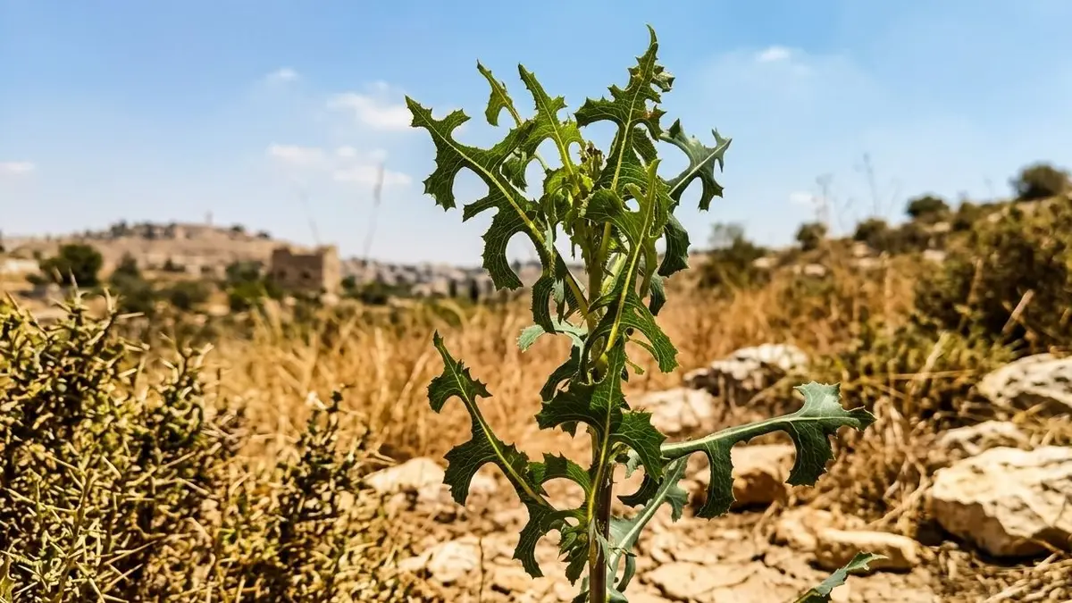 חסת המצפן