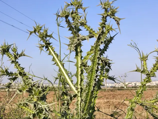 חוח עקוד